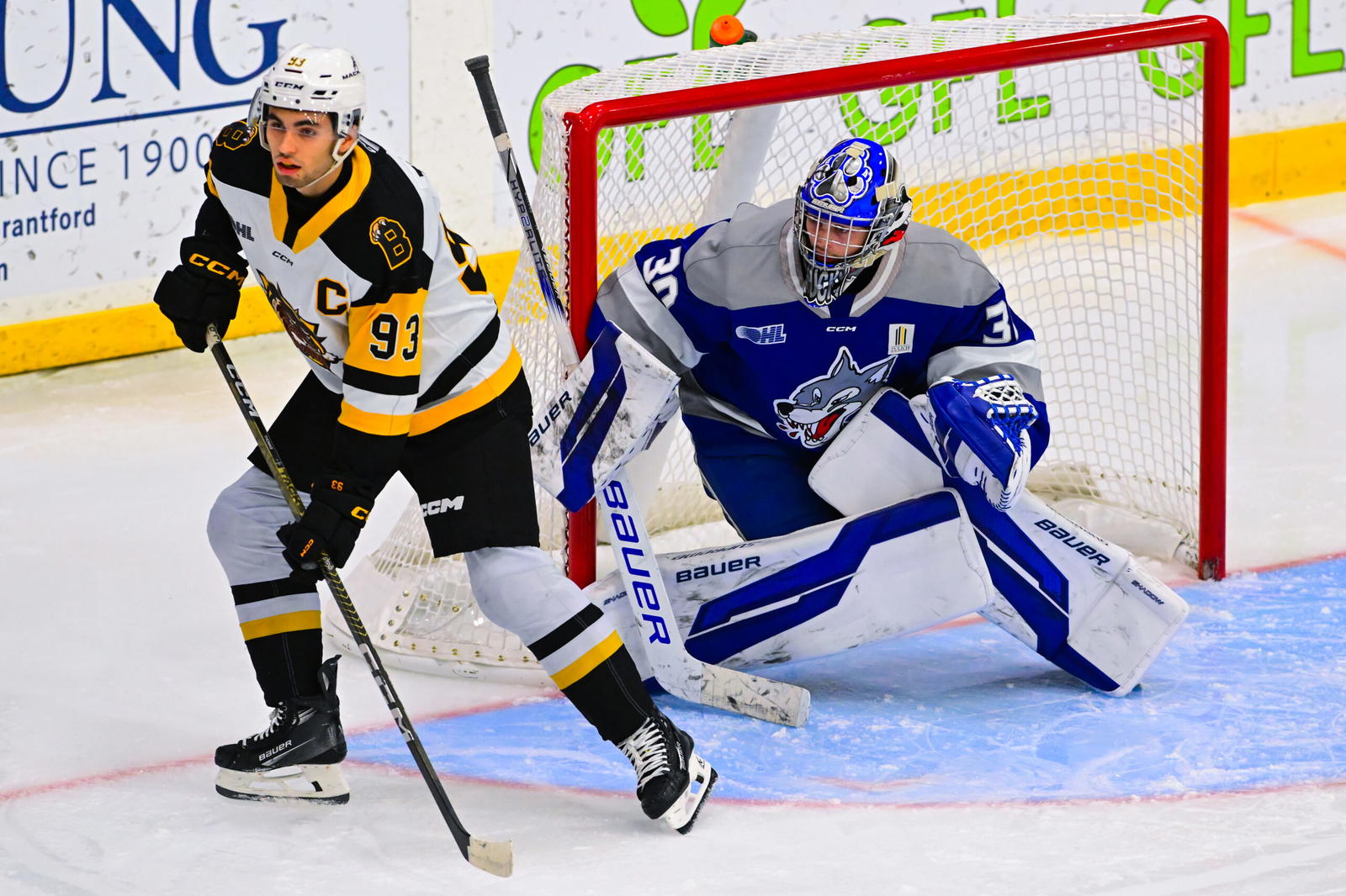 #30 Nathan Krawchuk guards the net in a game for the Sudbury Wolves last season. via chl.ca