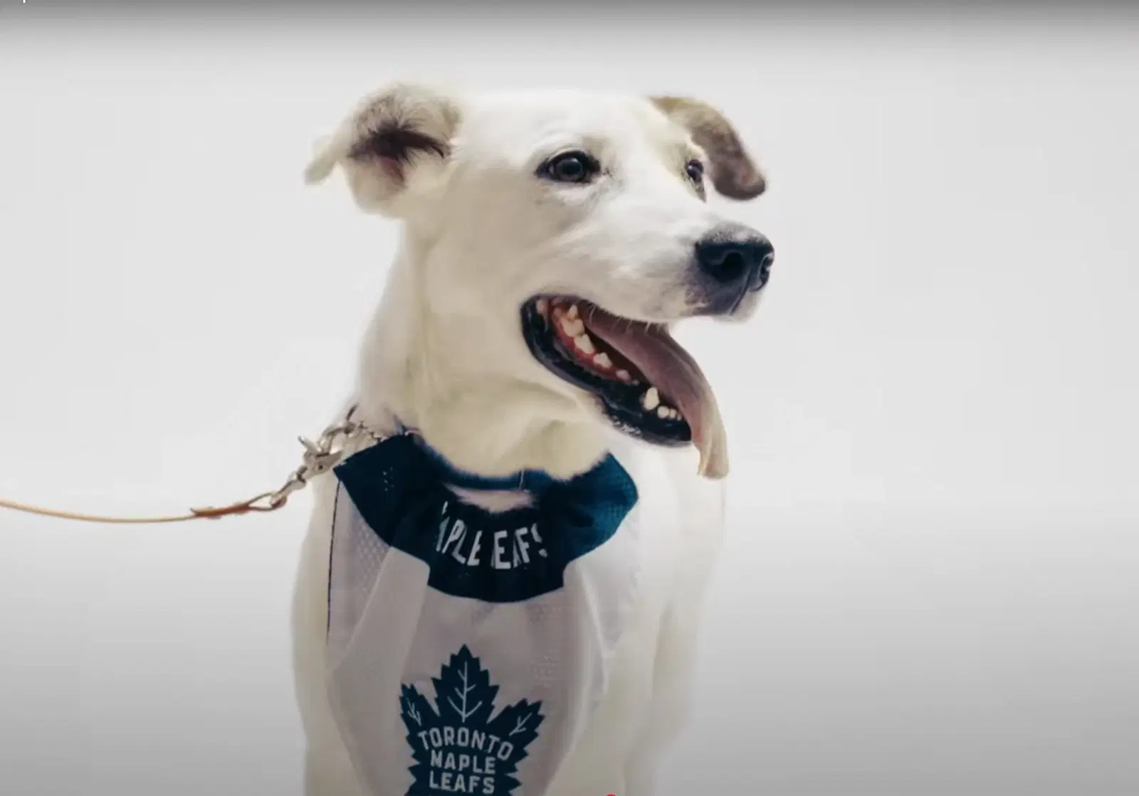 Maple Leafs Have Adoptable Dogs From Rescue Help Release 2025-26 Schedule