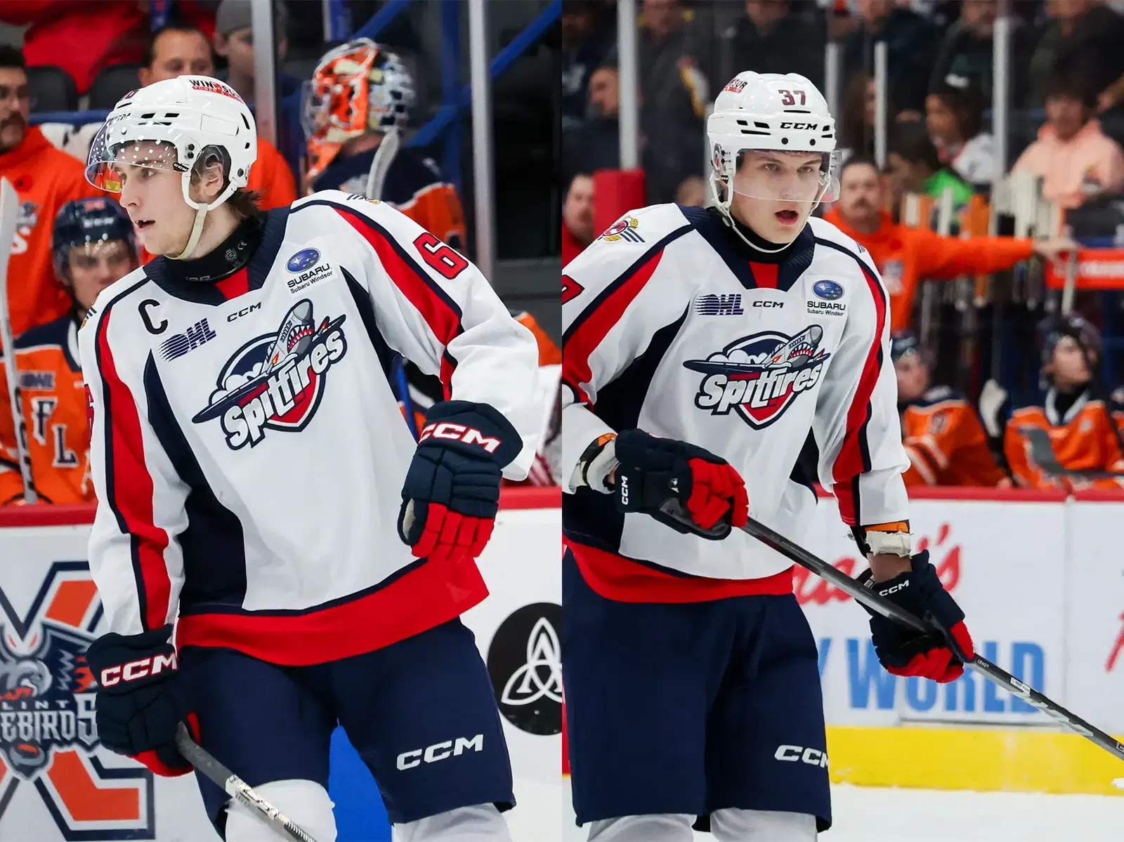 Liam Greentree (left) and Ilya Protas (right) playing for Windsor this season [Natalie Shaver/OHL Images].